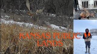 Dropping Kansas PheasantQuail late season on some great Public land [upl. by Nevile]