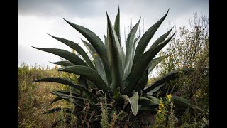 ¿Cómo se siembra un maguey pulquero [upl. by Eilhsa]