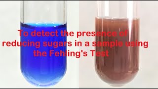 Fehlings test for Reducing Sugars  Urine Glucose Test  Fehlings Test for Glucose [upl. by Vadnee]