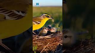 Witness The MOST ADORABLE Bird Families In Their Wild Nests from AI SEP83 [upl. by Khalid]