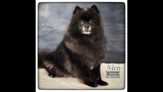 Service  Full Groom on Nico the Pomeranian staceysdoggrooming pomeranian pom [upl. by Newell]