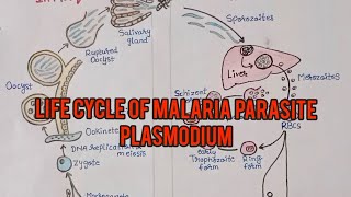 life cycle of malaria parasite plasmodiumin hindi [upl. by Lleynod355]