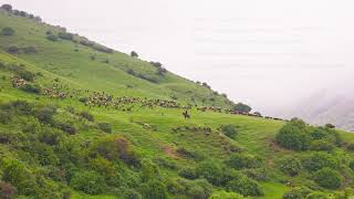 shepherd on horseback driving sheep to pasture up a green mountainside [upl. by Mario758]