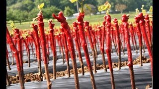 Viticulture production de barbus plants de vigne résistant au Phylloxera [upl. by Keene]