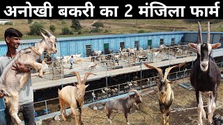 ऐसा अनोखा दो मंजिला बकरी फॉर्म आपने देखा नहीं होगा Goat Farming  Saanen Goat  Alpine Goat [upl. by Thomson275]