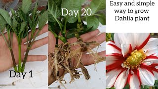 How to grow dahlia flower  Dahlia Propagation from cuttings  how to grow dahlia from cutting [upl. by Meisel356]