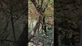 Fall leaves at Mogollon Rim in Arizona [upl. by Eirb]