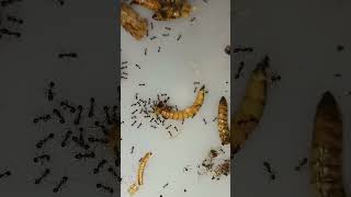 Solenopsis Geminata hybrid × Invicta  Solenopsis ants antkeeping viralvideo fireants [upl. by Niatirb627]