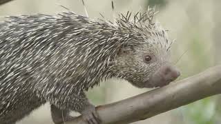 A prickly prehensiletailed porcupine with a boopable snoot  SDZ Wildlife Explorers Basecamp [upl. by Milka]