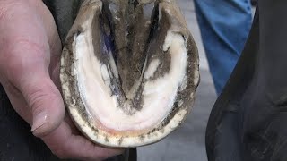 Horse HOOF EXPERT Shares Top Trimming Techniques for a Healthier Horse [upl. by Nirre926]