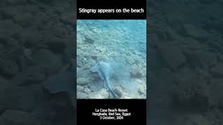 4K Stingray appears on the beach shorts snorkeling redsea hurghada stingray 가오리 이집트 [upl. by Jayne]