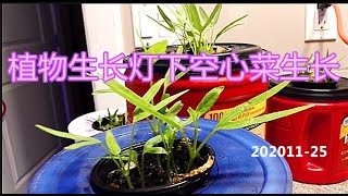 植物生长灯下空心菜生长 [upl. by Latrice]