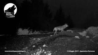 Una notte speciale in Appennino lululato del lupo [upl. by Neiviv721]