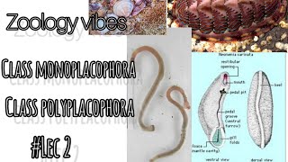 phylum mollusca class monoplacophora class Polyplacophora lec 2 bsc 1st yr [upl. by Leif]