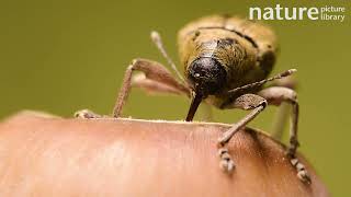 Female Acorn weevil boring into oak tree acorn to lay eggs Germany [upl. by Niemad]