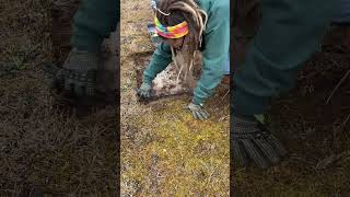 Headstone Cleaning for WWII Veteran veteran worldwar2 [upl. by Palestine830]