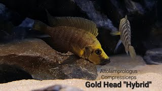 Altolamprologus Compressiceps Gold Head HybridMelez MuziKantalamba [upl. by Marcellus]