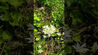 Akyıldız Bitkisi Ornithogalum sp akyıldızotu kargasoğanı kurtsoğanı müsilaj tıbbıbitki [upl. by Suhail281]