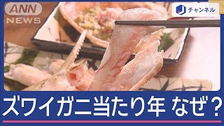 ズワイガニの季節到来 今年は「当たり年」の理由は“10年前”に【スーパーJチャンネル】2024年11月13日 [upl. by Ardyaf387]