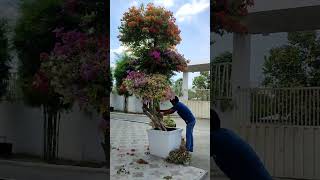 Trimming Bougainvillea StepbyStep Guide for Pruning and Shaping  Expert Tips and Techniques [upl. by Eirrod]