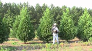 Pruning Christmas trees with a SAJE [upl. by Cerelia]