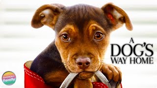 A DOGS WAY HOME Extended Preview  First 10 Minutes [upl. by Smail562]