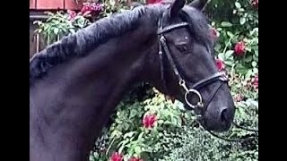 wwwsporthorsesonlinecom 2009 Hanoverian gelding by Sarkozy sold [upl. by Ripley625]