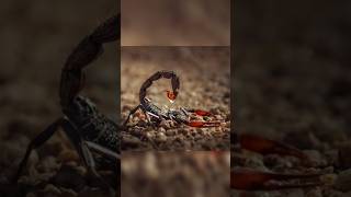 Scorpions Secret  habitat of scorpions  startone facts animals scorpion shorts trending [upl. by Horwath]