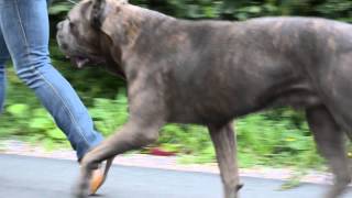 CastleGuard High Voltage cane corso [upl. by Licastro]