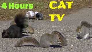 Videos for cats and dogs to watch  Birds Squirrels Rabbits Chipmunks Pigeons [upl. by Aicilra]