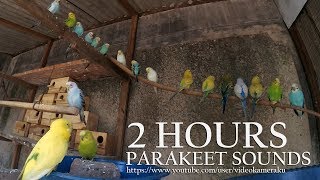 2 HOUR PARAKEET CHIRPING  BUDGIES SOUNDS  JULY152019 [upl. by Tsan]