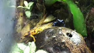 Dendrobates Leucomelas amp Auratus Hunting in Harmony Mixed Species Dart Frog [upl. by Dnalyr651]