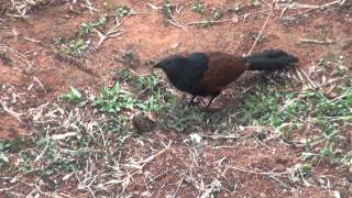 Crow Pheasants Lucky Bird of India [upl. by Tteragram]