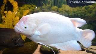 Giant gourami Osphronemus goramy Гурами настоящий [upl. by Florio339]