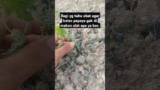 Bagi info obat pepaya Calina dong bos shorts pepayacalina fyp pertanian [upl. by Drape814]