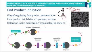 End Product Inhibition 813 IB Biology HL [upl. by Glanti]