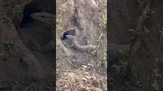 Venomous lizard 🦎 vlog shortvideo wildlife youtubeshorts lizard [upl. by Kosey914]