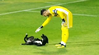 Los Momentos más Graciosos del Fútbol  Animales en el Fútbol [upl. by Alyakcim]