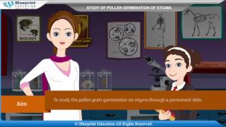 The germination of pollen grain results in the formation of [upl. by Ecirtaemed]