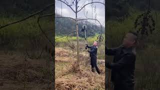 Fruit tree top branch pruning process Good tools and machinery can increase work efficiency [upl. by Dnamron]