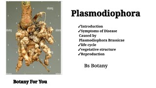 Plasmodiophora Brassicae  Introduction  symptoms of disease life cycle  vegetative And sexual [upl. by Dronski176]