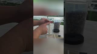 Bio FILTER Aquarium diy aquariumsetup aquarium fishtank [upl. by Aitnis]