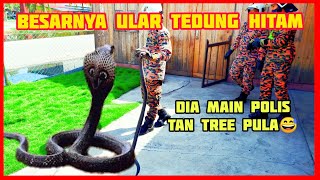 ULAR TEDUNG HITAM BESAR  KHIDMATKHAS SPITTING COBRA YoepBombalaut [upl. by Waylon]