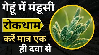 how to control phalaris minor in wheat।गेहूं में मंडूसी रोकथाम करने का सही तरीका।awkira herbicide [upl. by Hermosa587]