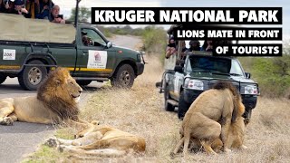 Lions mate in front of Tourists  Awkward [upl. by Amann]