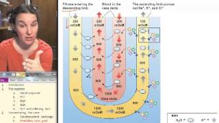 Popular Classic Sp13 Medullary conc gradient [upl. by Aicatsana]