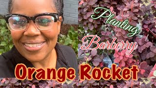 Planting Orange Rocket Barberry 2023  Southern Living  New Addition to Front Yard Landscape  Vlog [upl. by Meridith]