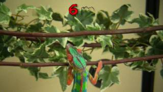 Chameleons for sale  How a panther chameleon develops its first colors [upl. by Oiram750]