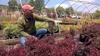 Crimson Pygmy Barberry  Carex Design Group [upl. by Denis645]