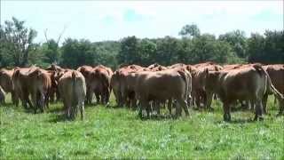 Transhumances de vaches de race Limousine en Sologne [upl. by Refotsirk]